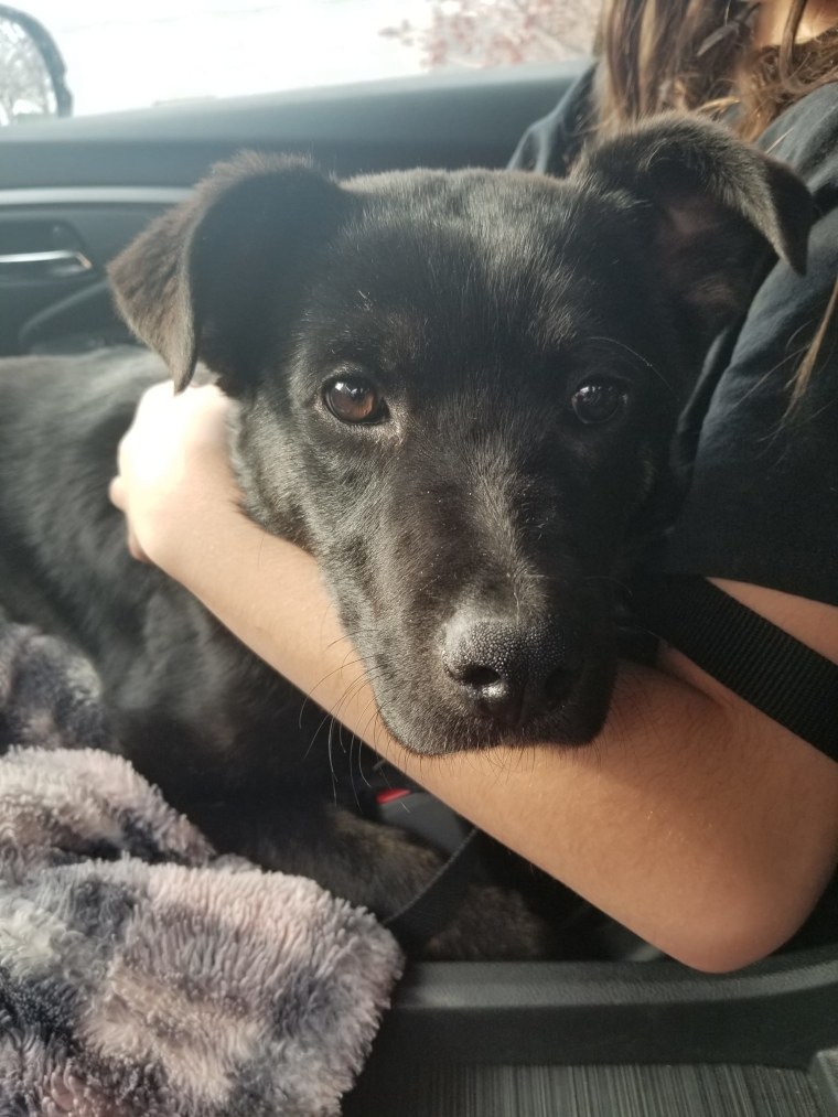 Poppyseed, 4 months old, is available for adoption at the Best Friends Lifesaving Center in Salt Lake City.