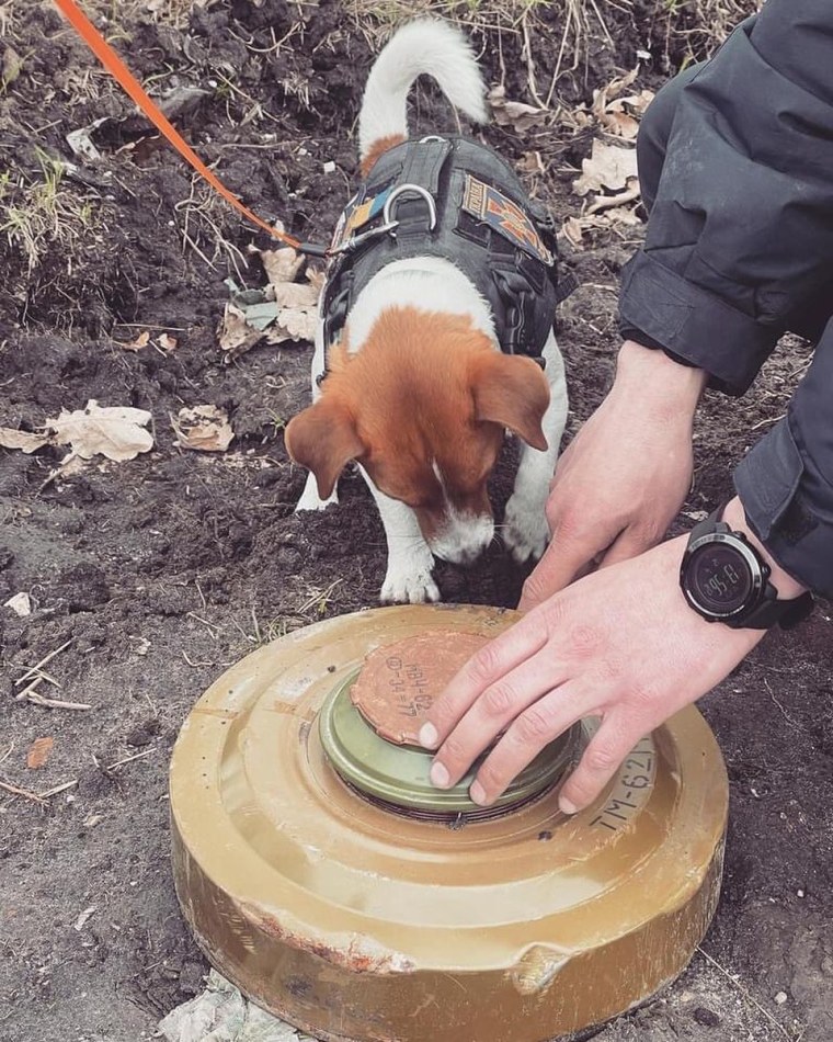 Patron, sniffing out a mine left behind by Russian soldiers.