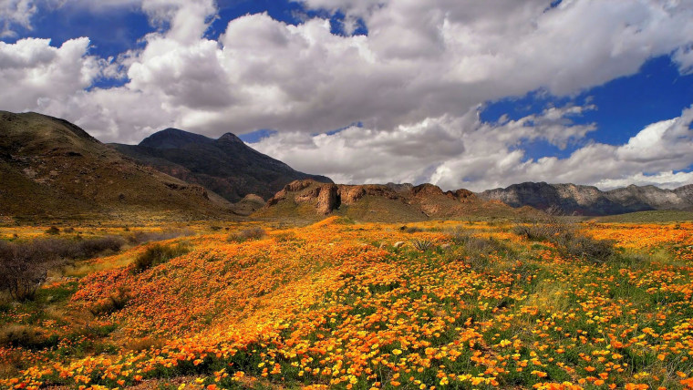 Un campo abierto con flores de colores amarillos y naranjas se extiende hacia un rango de montañas y una meseta en Castner Range, Texas