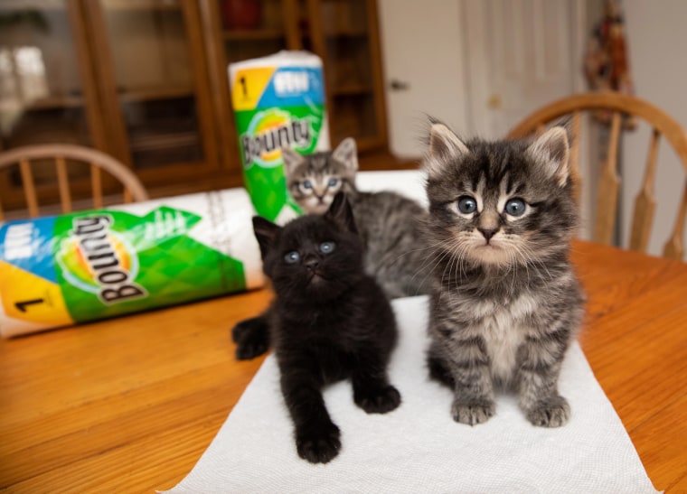 Bounty is picking up pet adoption fees at Best Friends Animal Society during May for National Pet Month, like these kittens available for adoption at the nonprofit's sanctuary in Kanab, Utah.