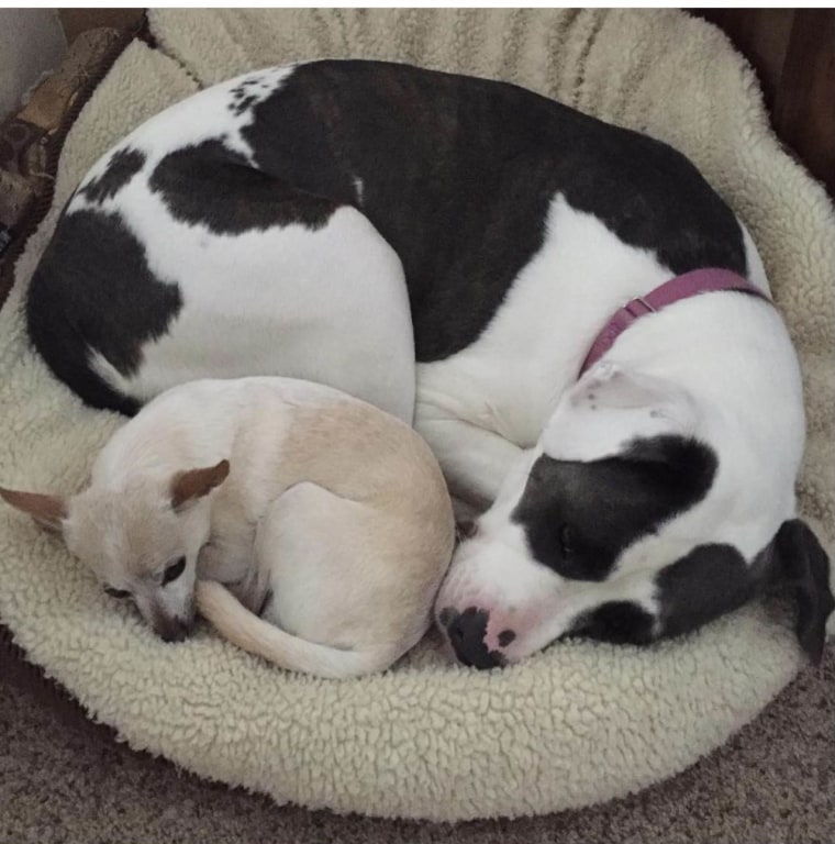 TobyKeith curls up with his best friend, rescued American bulldog Luna, age 7. “They do everything together,” adopter Gisela Shore told TODAY.