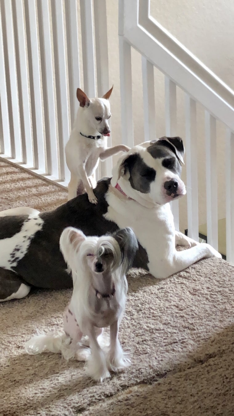 TobyKeith hangs out with fellow rescue dogs Luna, a bulldog, and Lala, a Chinese crested dog.