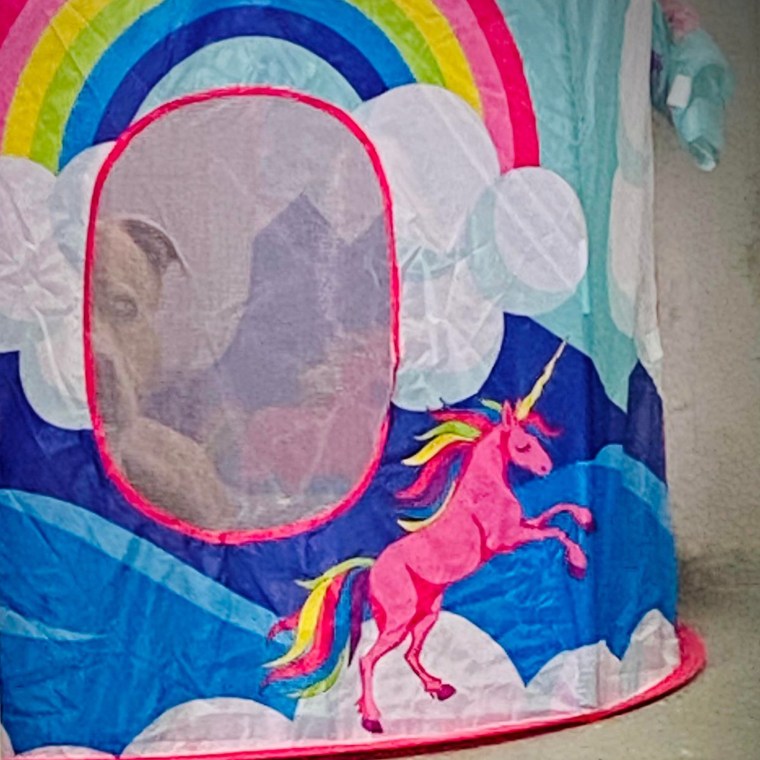 Starsky peers out of his unicorn tent. Volunteer Megan Synk bought it for him after getting the idea from a Fear Free certification course about decreasing stress for shelter dogs.
