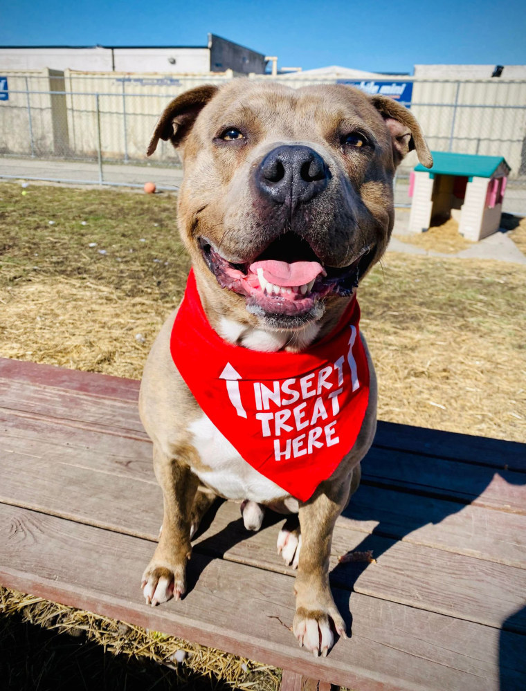 Starsky, a 2-year-old pit bull, entered I Heart Dogs Rescue and Animal Haven in Warren, Michigan, in November of 2020. 