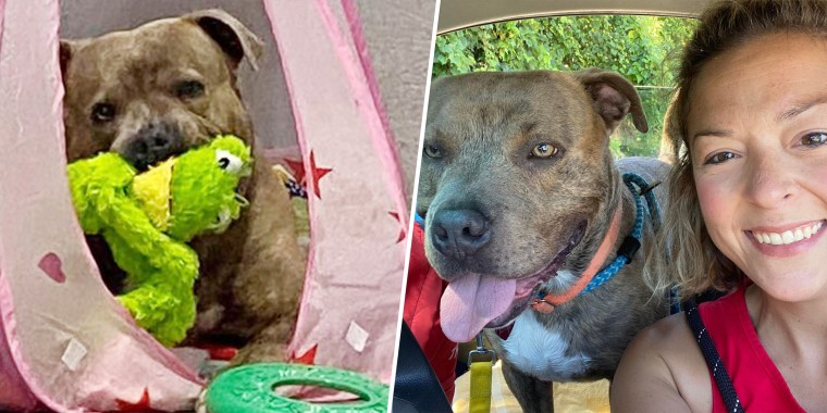 Stressed pit bull in shelter for a year relaxes in princess tent