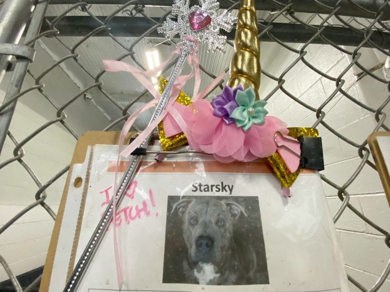 Starsky is one of more than 100 dogs cared for by staff and volunteers at the nonprofit I Heart Dogs Rescue and Animal Haven in Michigan.