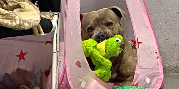 Starsky relaxes with a toy in his princess tent.