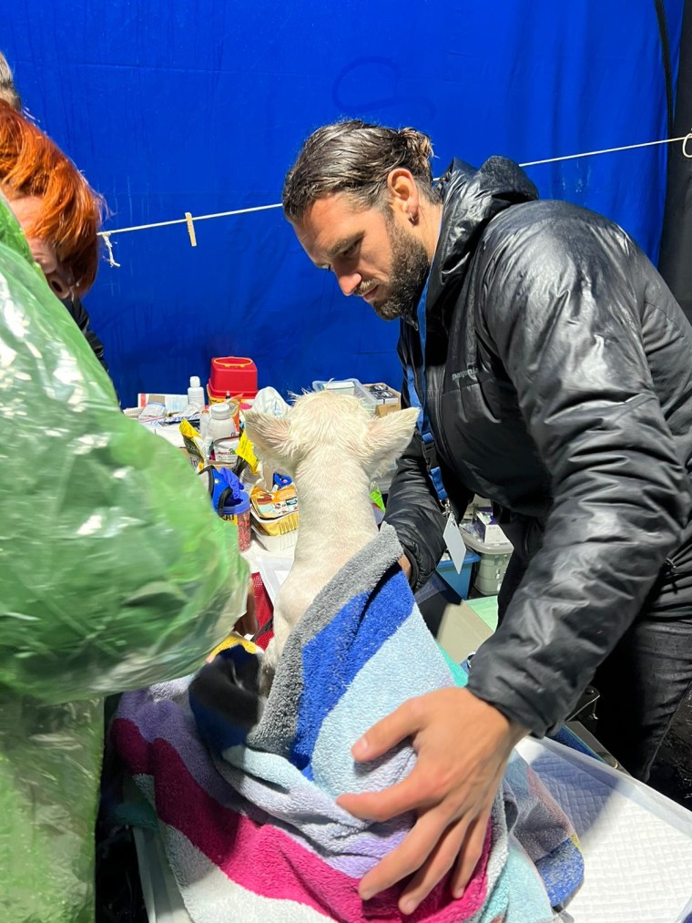 San Diego veterinarian Dr. Andrew Kushnir examines a small dog in the veterinary tent at the Ukraine border crossing at Medyka, Poland.