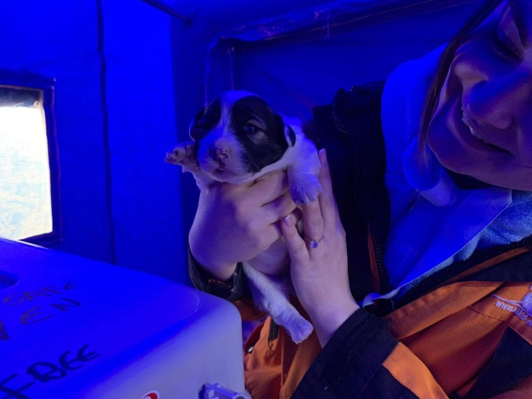 Volunteers from around the world are helping pets and people displaced by the crisis in Ukraine.