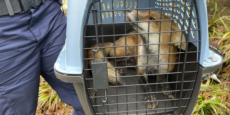 In this image provided by U.S. Capitol Police, a fox looks out from a cage after being captured on the grounds of the U.S. Capitol on Tuesday.
