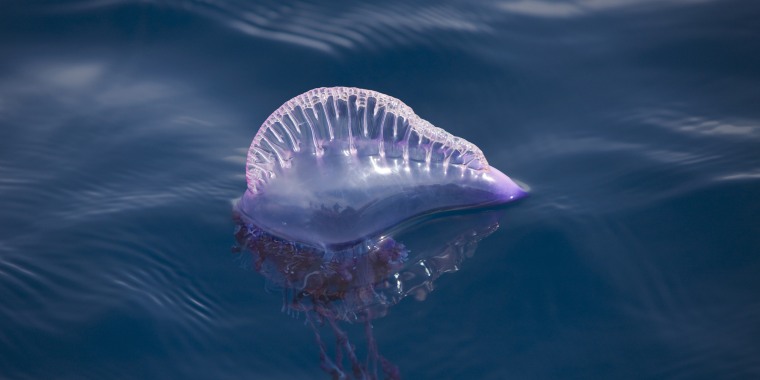 Portuguese Man of War, Physalia physalis, Azores, Atlantic Ocean, Portugal