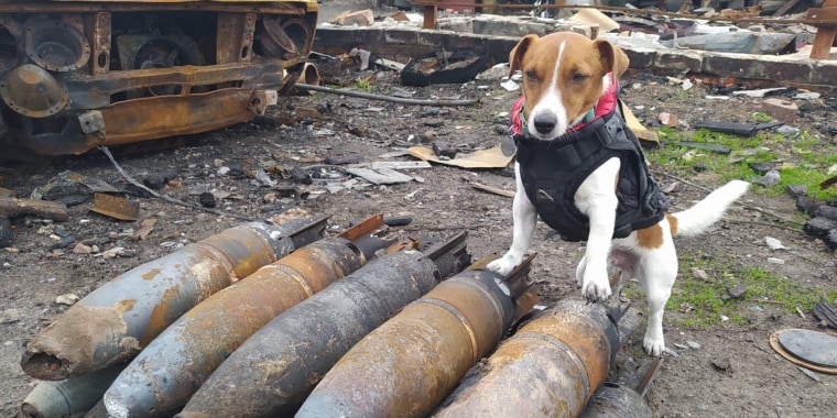 Patron, a Jack Russell Terrier, is working around the clock to find mines and other unexploded weapons left behind by Russian soldiers in the city and surrounding area of Chernihiv.