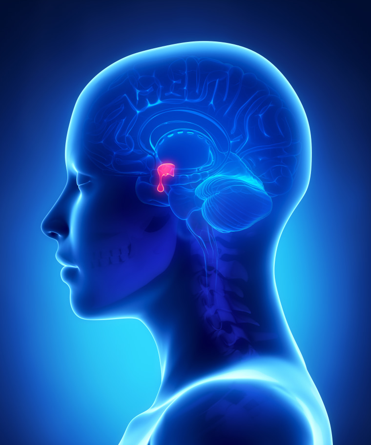 Pituitary gland - female brain anatomy lateral view