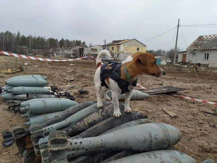 The town's courageous mine-sniffing dog, who is tasked with finding explosives left behind by Russian forces.