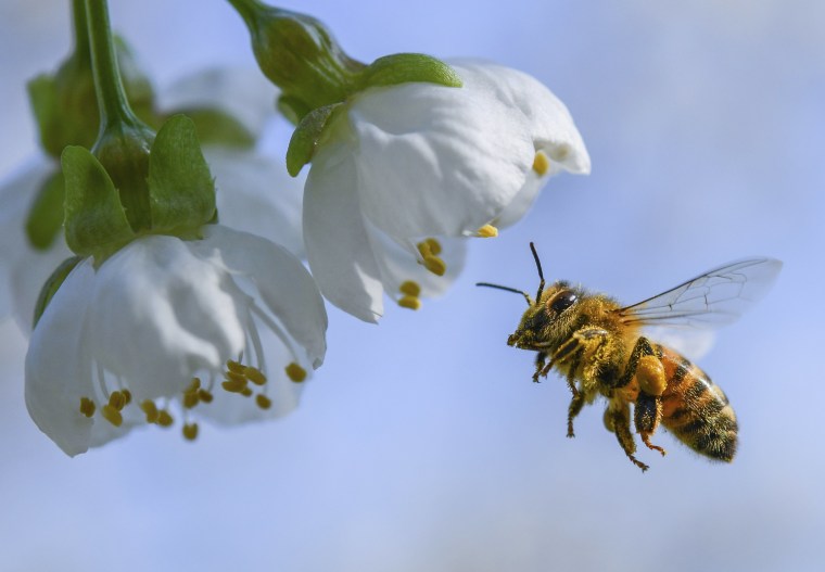 A honeybee flies towards a cherry tree blossom.