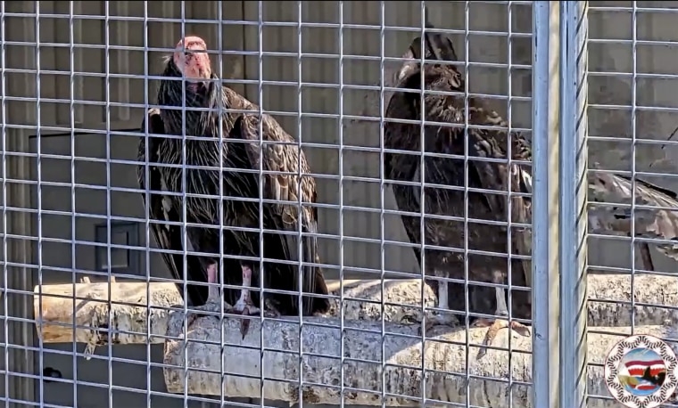 This image from a live web cam provided by Yurok Tribal Government shows two California Condors waiting for release in a designated staging enclosure on May 3, 2022.