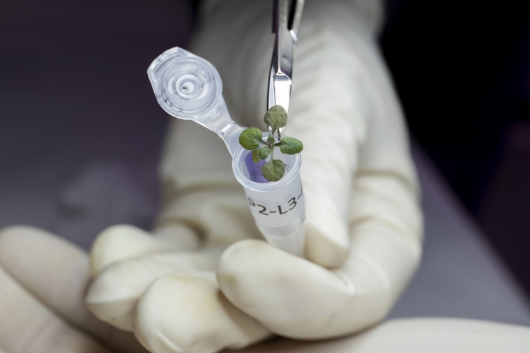 A researcher places a thale cress plant grown during a lunar soil experiment in a vial for genetic analysis at the University of Florida in Gainesville in 2021.