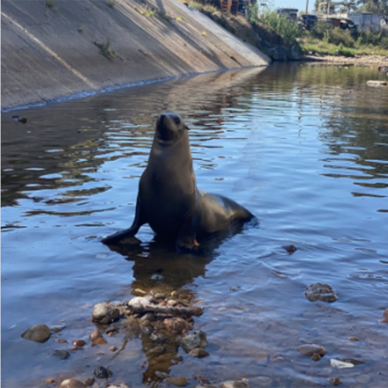 San Diego’s wayward sea lion, now named Freeway, was discovered in a storm drain in a pretty dense, urban part of town more than a mile from ocean water.