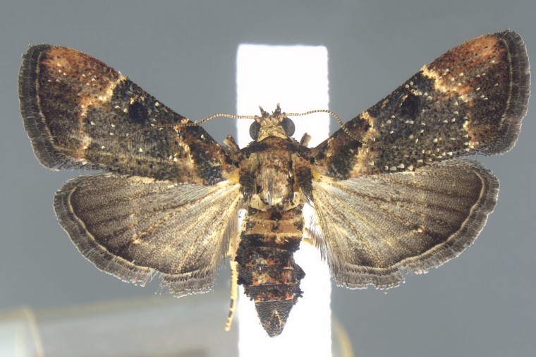 Moth encountered at Detroit Metropolitan Airport.