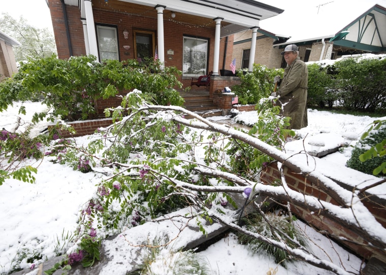 A homeowner surveys damage to a black walnut tree after a branch was brought down after a spring storm swept over the intermountain West and blanketed the region with up to 2 feet of snow Saturday, May 21, 2022, in Denver.