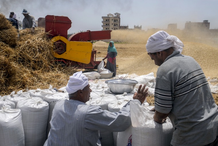 A landowner counts bags of wheat on a farm in the Nile Delta province of al-Sharqia, Egypt, on May 11, 2022.