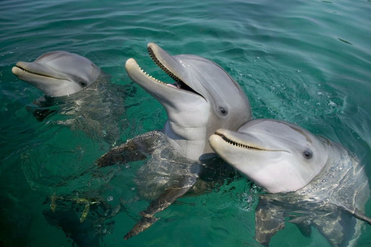 Bottlenosed Dolphins at Water's Surface