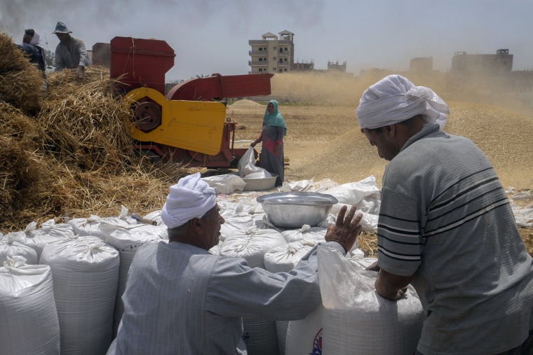 Un terrateniente cuenta sacos de trigo en una granja en la provincia de al-Sharqia, en el Delta del Nilo, Egipto, el miércoles 11 de mayo de 2022.