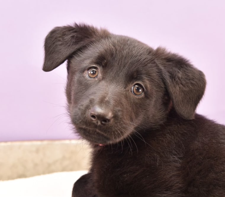 Malay is one of the puppies in the Barks of the World litter available for adoption through Moms and Mutts: Colorado Rescue for Pregnant and Nursing Dogs.