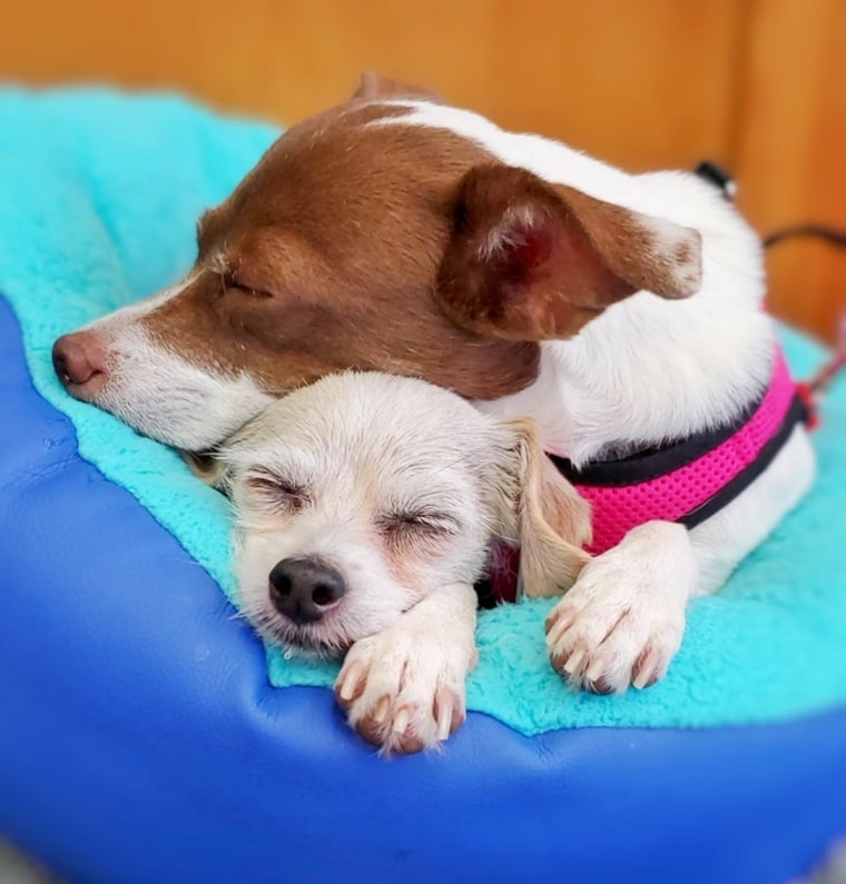 Bonded dogs Ravioli and Side Salad found a loving home together.