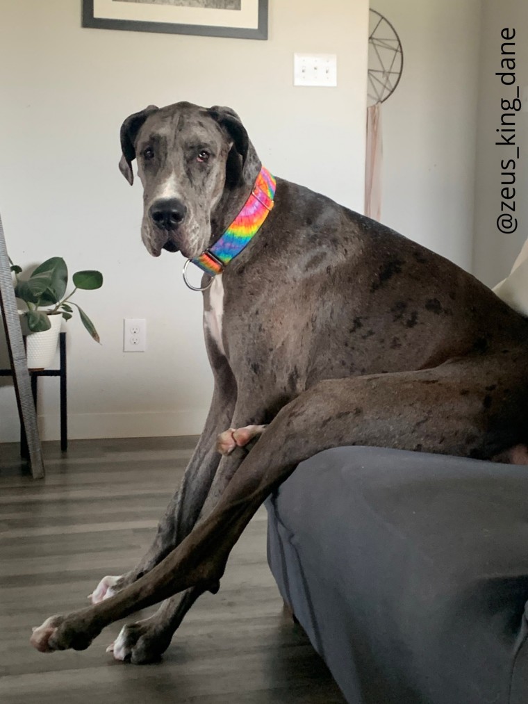 Great dane deals dog size