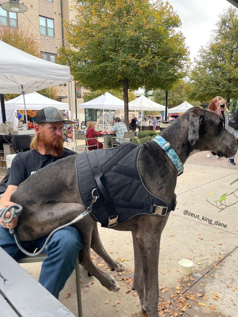 Zeus tries to be a lap dog.