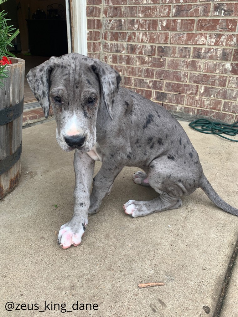 Zeus is much taller than the other puppies in his litter. “He was just freakishly tall. The other dogs in his litter are not big at all,” Brittany Davis told TODAY. “He was the biggest when he was born, and he was always the mellowest.”