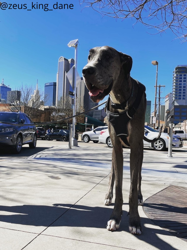 Zeus, a Great Dane, is the world’s tallest living male dog, according to Guinness World Records.