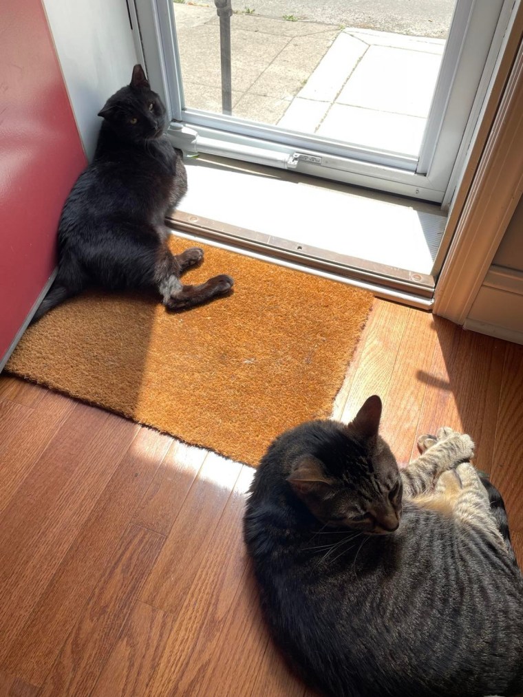 Buddy lounges around a home with his new friend Teddy after being brutally attacked by two dogs.