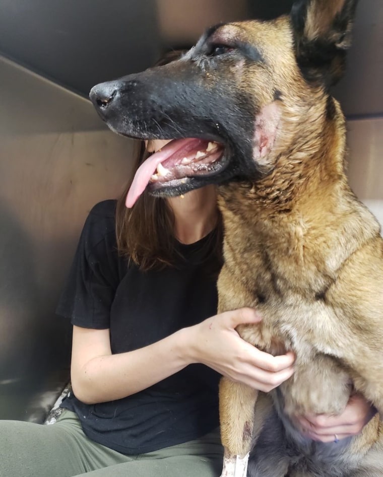 Eva is a 2½-year-old Belgian Malinois and is recovering after her scuffle with a mountain lion.