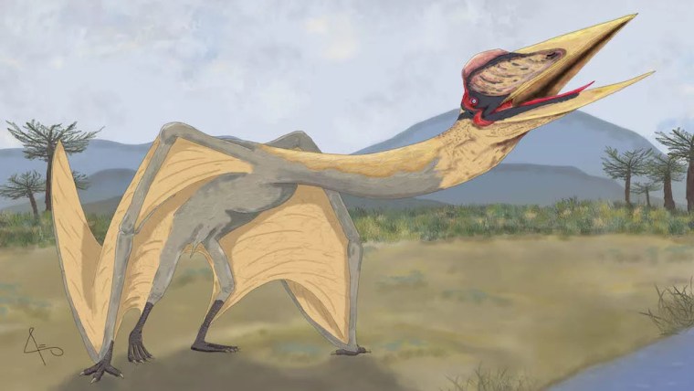 Los científicos desenterraron el pterosaurio más grande jamás encontrado en América del Sur.