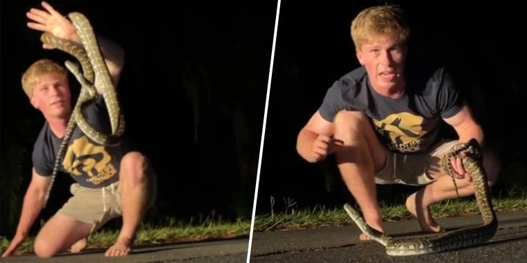 Robert Irwin bravely wrangles a snake on camera after he spotted it in the middle of the road at his family's Australia Zoo. 