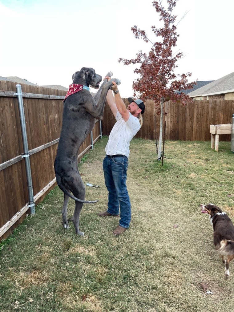 Brittany Davis' brother, Garrett, pals around with the gentle giant. Zeus stands at over 7 feet tall on his hind legs.