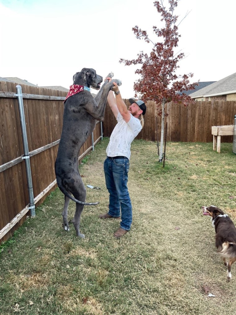 Big dogs hotsell great dane