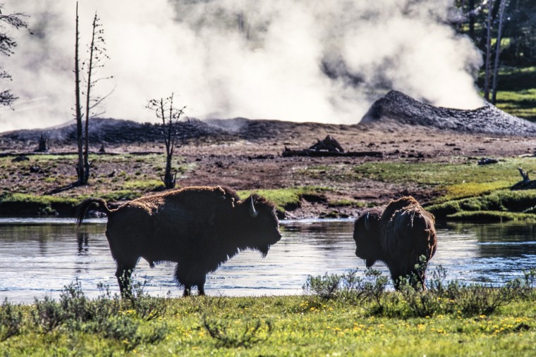 Two bison near a steaming geyser in Yellowstone National Park in Wyoming on Dec. 29, 2020.