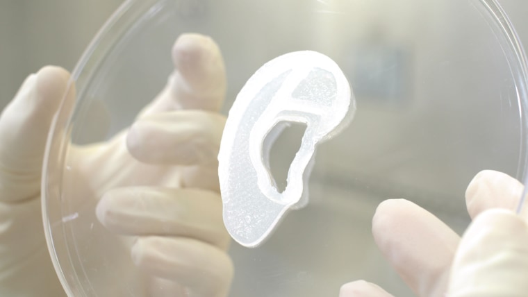 A collagen ear implant sample on display.