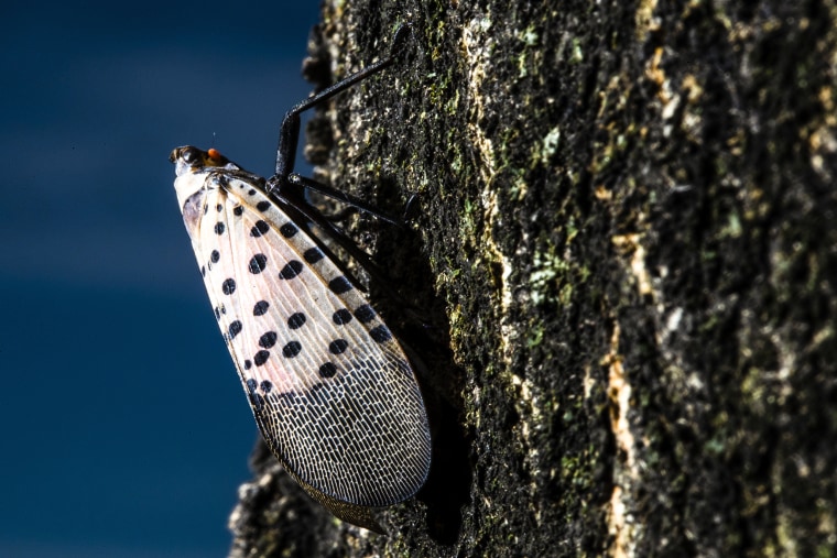 A spotted lanternfly sits on a tree in Kutztown, Pa., on Sept. 19, 2019.