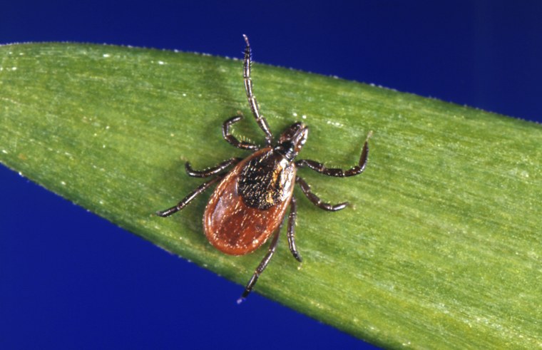 A blacklegged tick, also known as a deer tick.