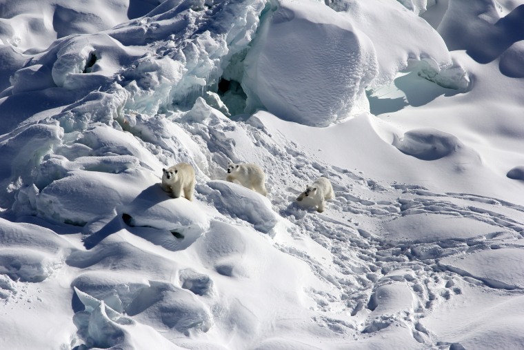 Image:An adult female polar bear, left, and two 1-year-old cubs walk over snow-covered freshwater glacier ice in Southeast Greenland in March 2015.