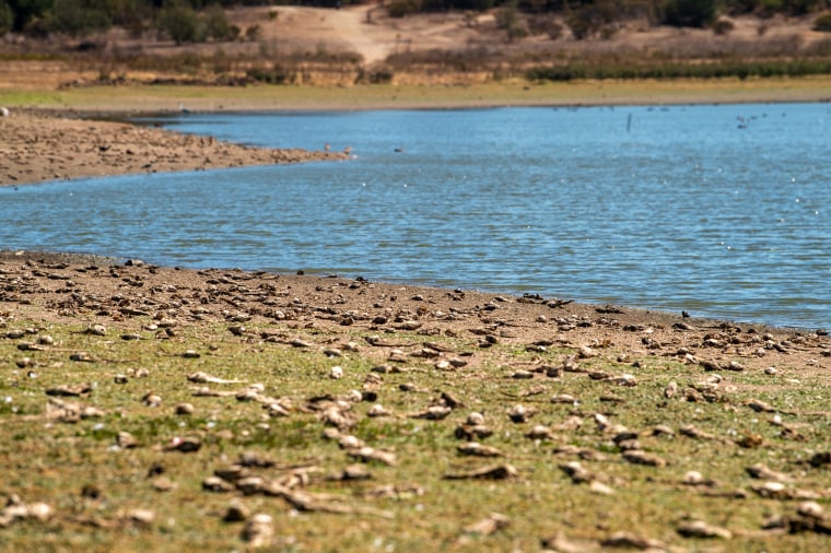 Dead carp fish are seen on the dried lakebed of the Peñuelas Lake, a reservoir in Chile's Valparaiso Region, on March 18, 2022.