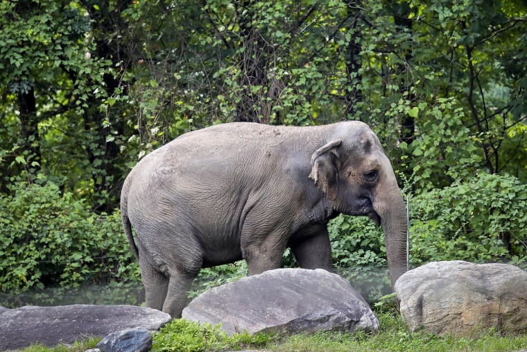 Image: Bronx Zoo elelphant Happy