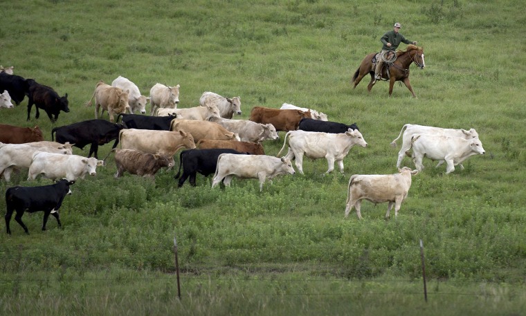 Image: Cattle in Kansas