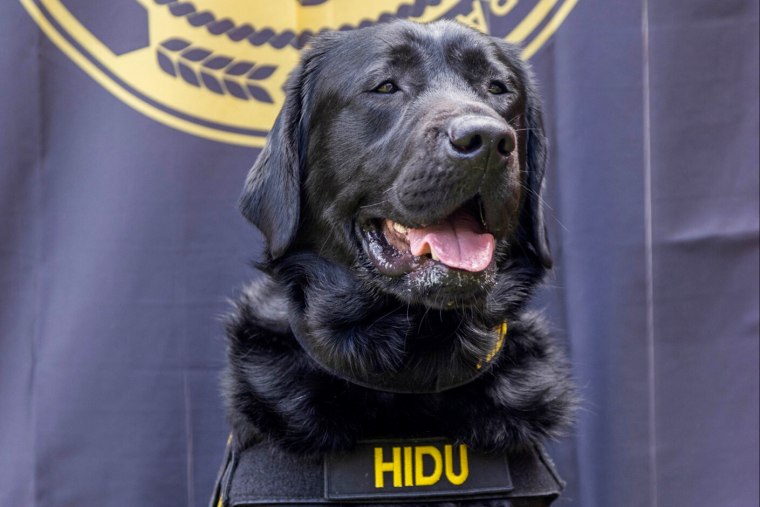 Hidu, an electronics detection dog, is trained to sniff out a certain chemical used in the manufacture of small memory devices like flash drives.