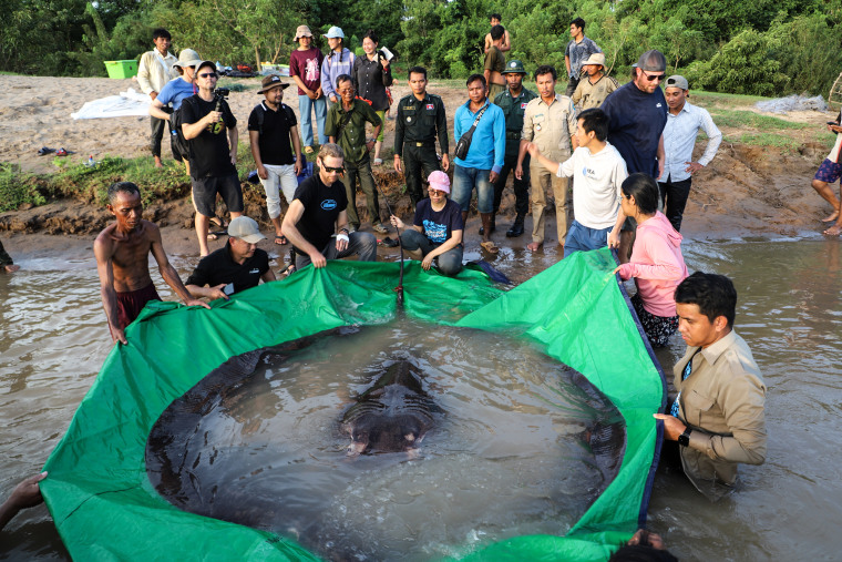 The giant freshwater stingray was captured the night of June 13, 2022 near Koh Preah island in the Mekong River in northern Cambodia. It was accidentally hooked by a 42-year-old fisherman named Moul Thun.