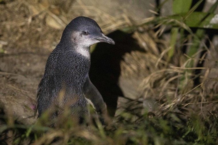 World Smallest Penguins In New Zealand